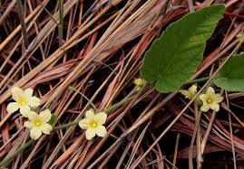 Image result for Cucumis hirsutus