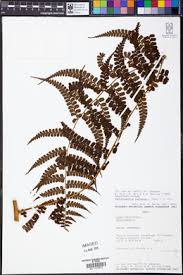 Image result for Blotiella bouxiniana