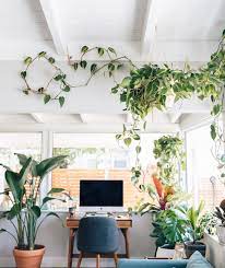 Dzsungel Dzsungel Ne Mondd Hogy Nem Kell Finding Apartments Best Plants For Bedroom Houseplants Decor
