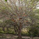 Image result for Erythrina sacleuxii