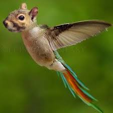 Animal Morph Photoshop Tutorials Psddude Photoshopped Animals Animal Mashups Animals
