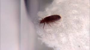 Responsible pest control services in kalamazoo, battle creek, south haven, three rivers and surrounding areas. Chicago Wins Again For Worst Bed Bugs Abc7 Chicago