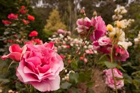 Knumathise red rose flower garden wallpaper images. 390 260 Rose Garden Photos Free Royalty Free Stock Photos From Dreamstime