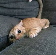 Why Do Cats Go Batshit Crazy In The Middle Of The Night