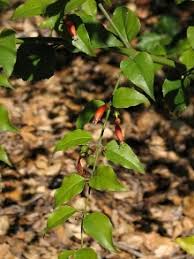 Image result for Halleria elliptica