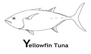 They're at the top of the food chain and eat a wide range of fish. Tuna Fish Coloring Sheets Coloring Pages Fish Coloring Coloring Sheets Tuna Fish