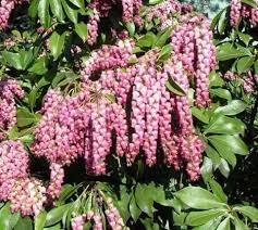 Valley Rose Pieris Japonica New Life Nursery Plants Ornamental Plants Native Garden
