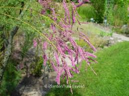 Image result for tamarix ramosissima pink cascade