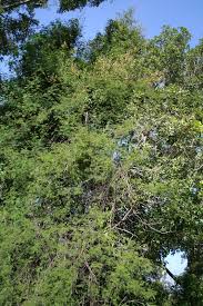 Image result for Acacia ataxacantha