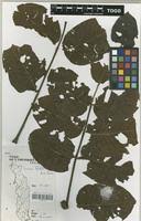 Image result for Lannea schimperi