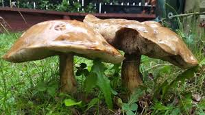 Wearing garden gloves, gently pull each mushroom up from the base and you should be able to remove it with the roots attached. The Not So Marvellous Mushroom Crewcut Lawn Garden