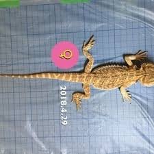 千葉県のフトアゴヒゲトカゲ 里親募集 ジモティー