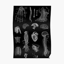 Vintage anatomy back muscles (circa 1852) b/w poster. Anatomy Posters Redbubble