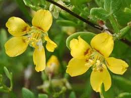 Image result for Zygophyllum cuneifolium