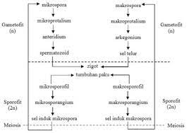 Jelaskan proses metagenesis tumbuhan paku homospora heterospora. Tumbuhan Paku Ciri Ciri Struktur Klasifikasi Metagenesis Daur Hidup Manfaat