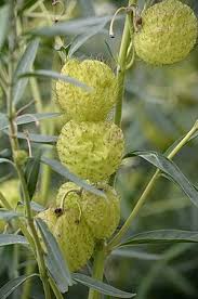 Image result for Gomphocarpus semilunatus