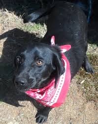 Yay for another pet supply store in the area! Meet Cherry Bbb A Petfinder Adoptable Labrador Retriever Dog Salem Nh Cherry Combines The Best Traits Of L Animal Shelter Adoption Dog Adoption Your Pet