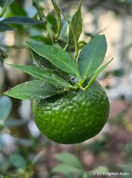 Image result for Citrus × aurantium