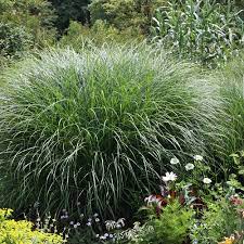 Sie stammt aus ostasien (china, japan, korea). Feinhalm Chinaschilf Gracillimus Miscanthus Sinensis Gracillimus Native Plants