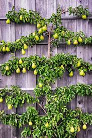 You will no doubt want to establish a row of espaliers, but for the sake of simplicity, i'll describe how to proceed with one tree. How To Espalier Fruit Trees
