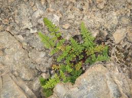 Image result for Cheilanthes involuta