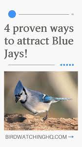 Attract Blue Jays With These 4 Simple Strategies 2021 Bird Watching Hq Attraction Attract Wild Birds Blue Jays