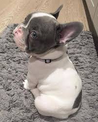 Top 5 Most Beautiful Dog Breeds Top Dog Breeds Top Dog Breeds Beautiful Dog Breeds Cute Dogs Breeds