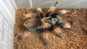 Image result for Emilia brachycephala