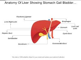 In this video i'm going to draw diagram of liver, stomach and pancreas labelled diagram from chapter human nutrition of class 11 biology.how to draw liver. Anatomy Of Liver Showing Stomach Gall Bladder Light Right Lobe Powerpoint Slide Images Ppt Design Templates Presentation Visual Aids