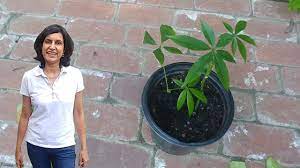 While money trees prefer bright or medium indirect light, an overdose or lack of brightness can result in the paling of leaves. Propagating Money Tree From Cuttings With Actual Results Youtube