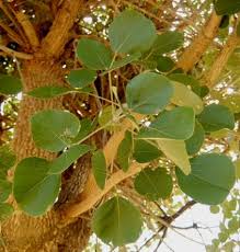 Image result for Erythrina abyssinica