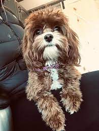 They are friendly to everyone, including strangers, dogs, and other pets. F1 Micro Mini Cavapoo Cavapoo Puppies Iowa Dog Breeder