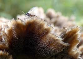 Image result for Hygrophila uliginosa