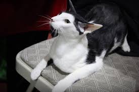 Oriental Shorthair Cat My Dear Spencer Cats Oriental Shorthair Cats Oriental Shorthair