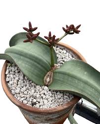 Image result for Swertia welwitschii