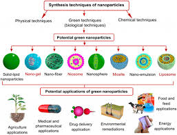 Image result for Pimpinella sp. A. of FZ 4: 594