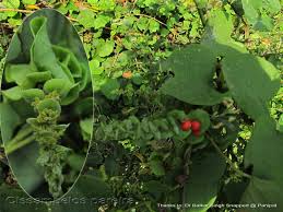 Image result for Cissampelos mucronata