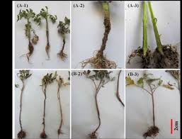 Image result for tomato seedling fusarium wilt