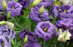 Sicuramente il lillà, il fiore più conosciuto per questo colore. Lisianthus Fiore E Significato Idee Green