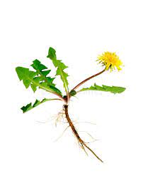 Dandelion With Roots Isolated On White Affiliate Roots Dandelion White Isolated Ad Herbs Dandelion Benefits Dandelion