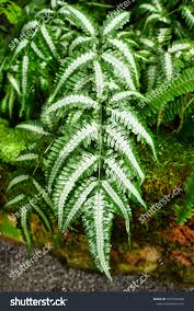 Image result for Pteridaceae