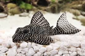 Fungus gnats are completely harmless to humans, since they can't bite and don't spread diseases. The Complete Guide To Zebra Pleco Care Fishkeeping World