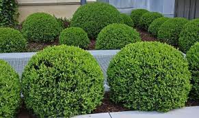 Check spelling or type a new query. Thuys Dalam Reka Bentuk Landskap 68 Foto Jalan Brabant Dan Junipers Dalam Pasu Pelbagai Sfera Pokok Di Taman Contoh Contoh Menarik Reka Bentuk Tapak
