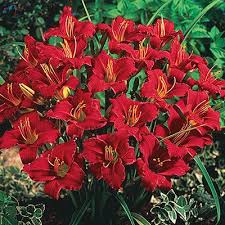 Perfect for a small garden or as an accent plant in the landscape. How To Plant Daylilies Daylily Care And Facts