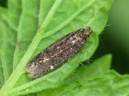 Image result for Bryotropha similis