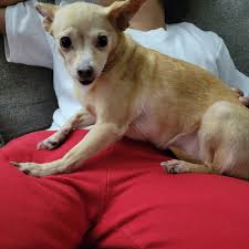 Found Female Chihuahua in Las Vegas
