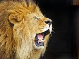 Sognare Un Leone Una Leonessa Significato Sogni