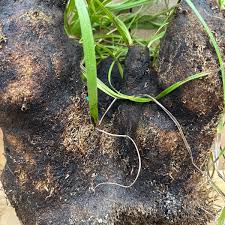 Image result for Xerophyta trichophylla