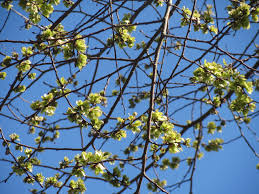 This product is currently out of stock and unavailable. Ulmus Glabra Wych Elm Scots Free Photo On Pixabay