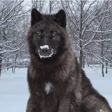 A Beautiful Wolf Playing In The Snow Wolf Hybrid Dogs Wolf Dog Animals Beautiful